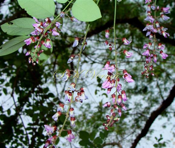  Inflorescences